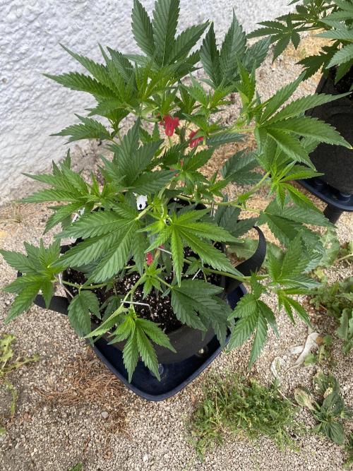 Bananaconda. Week 6