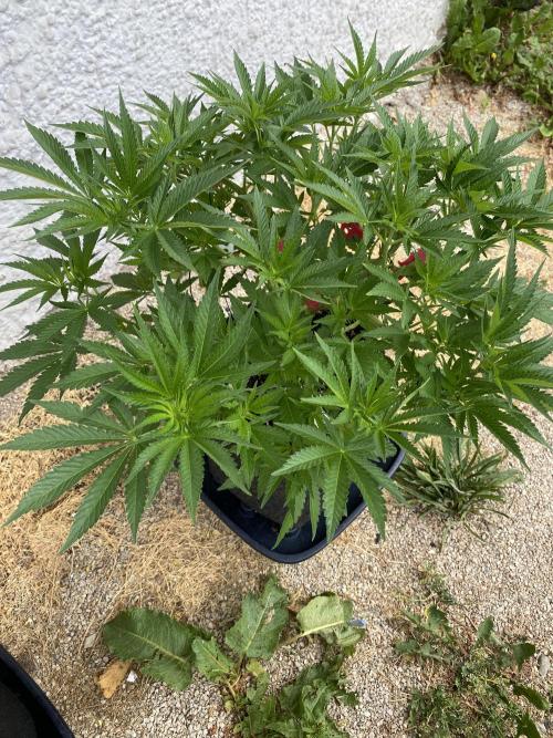 Perma Outdoor. Week 7