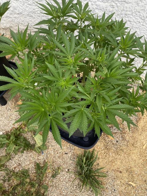 Perma Outdoor. Week 7