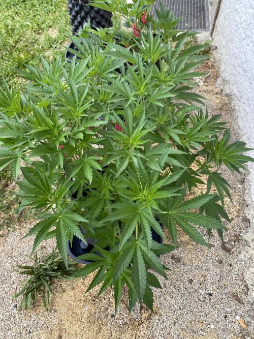 Perma Outdoor. Week 7
