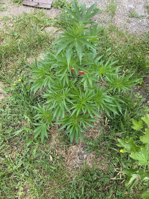 Chimera cut. Week 7