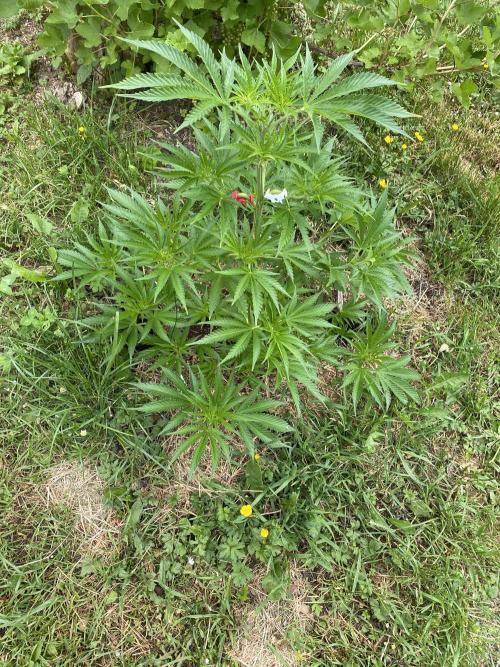 Chimera cut. Week 7