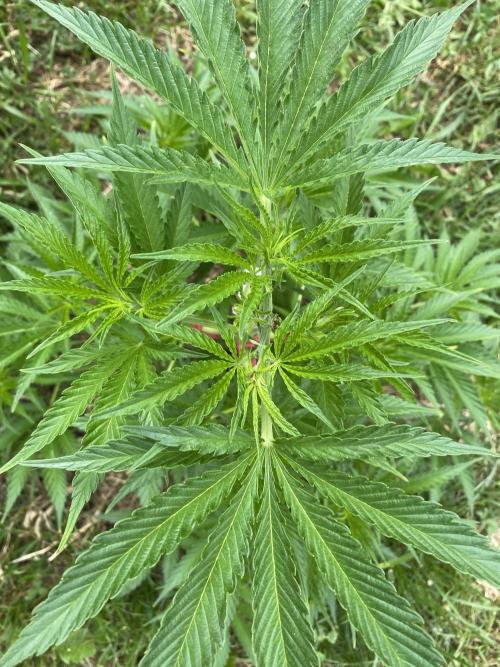 Chimera Cut. Week 7