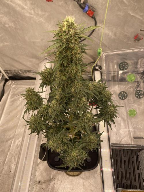 Last few weeks of a forgotten plant. Week 7