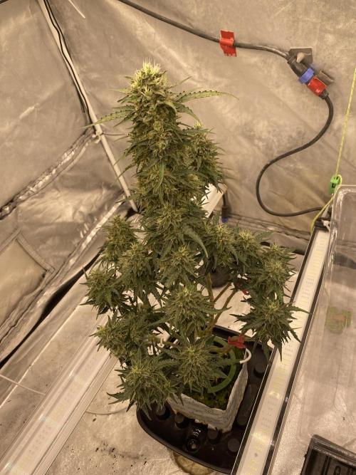 Last few weeks of a forgotten plant. Week 7