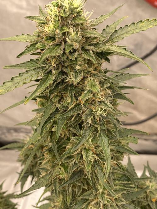 Auto Northern Lights. Week 7