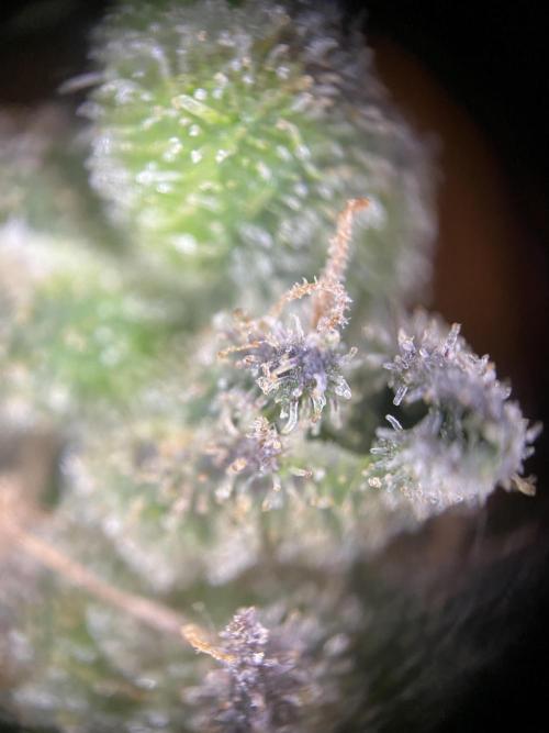HFCS test run 5. Week 18