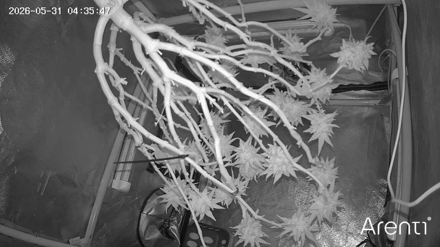 HFCS test run 5. Week 18
