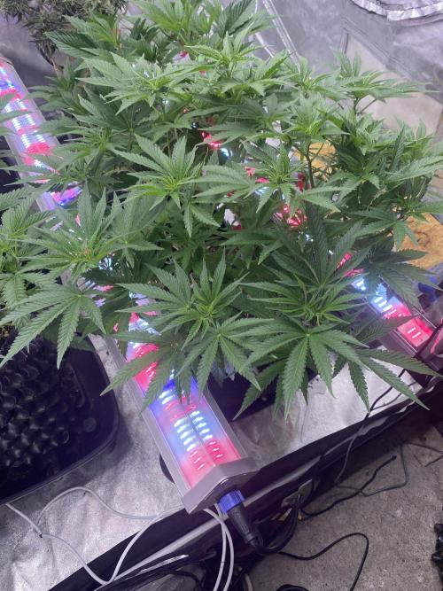 Perma Outdoor. Week 8