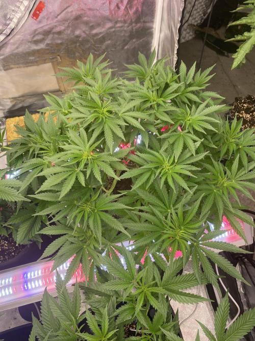 Perma Outdoor. Week 8