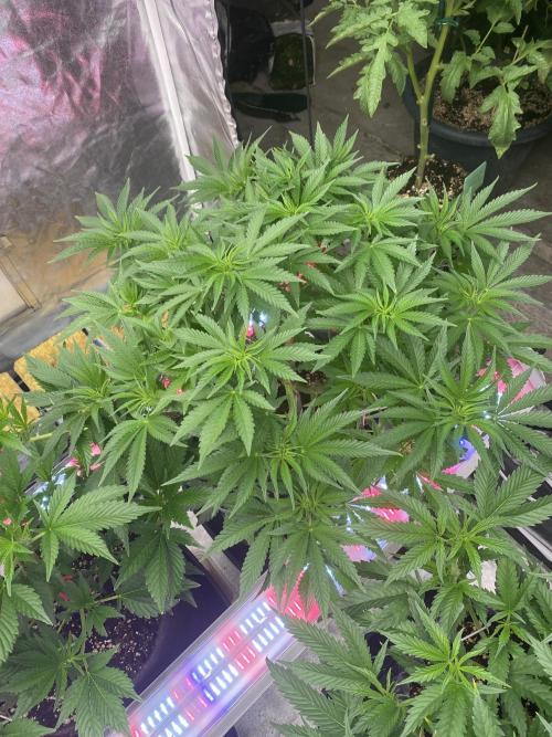 Perma Outdoor. Week 8