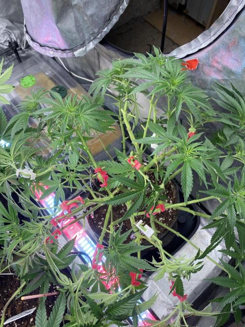Perma Outdoor. Week 9