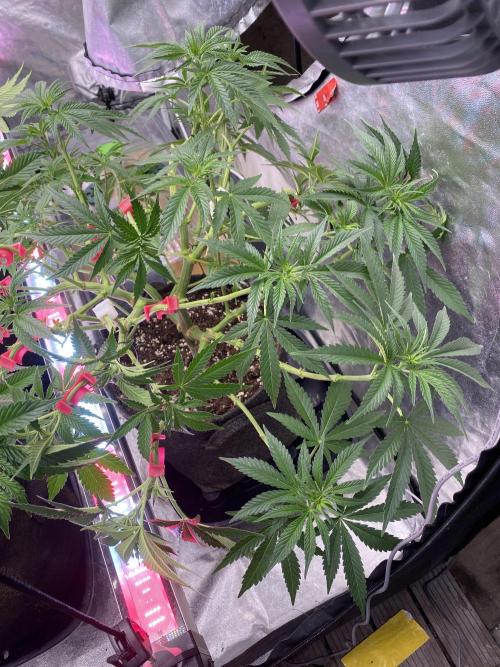 Perma Outdoor. Week 9