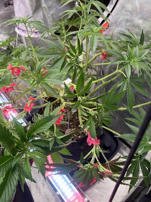 Perma Outdoor. Week 9