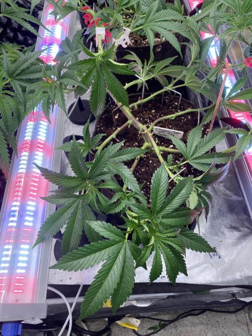 Dante’s wrath. Week 8
