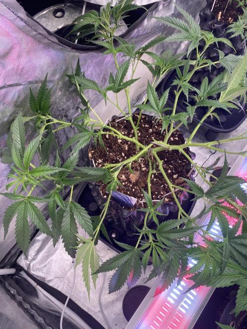 Bananaconda. Week 7