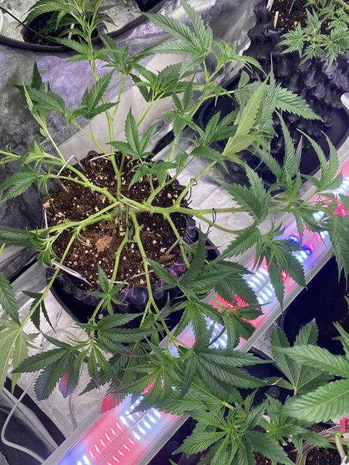 Bananaconda. Week 7