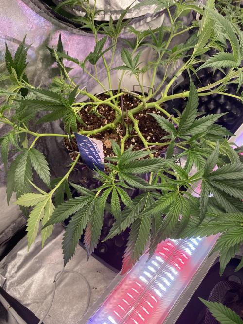 Bananaconda. Week 7