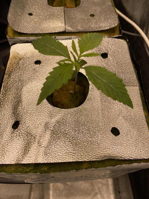 La Kush Cake. Week 1 - Phen 1