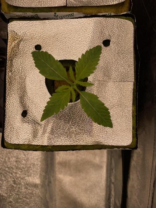 La Kush Cake. Week 1 - Phen 1