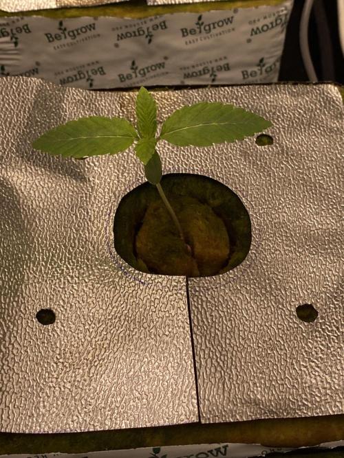 La Kush Cake. Week 1 - Phen 2