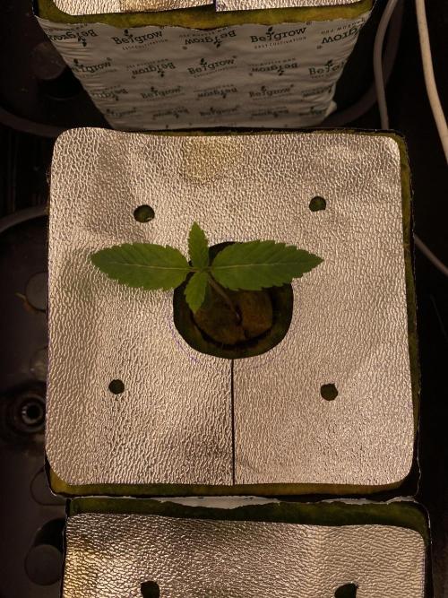 La Kush Cake. Week 1 - Phen 2