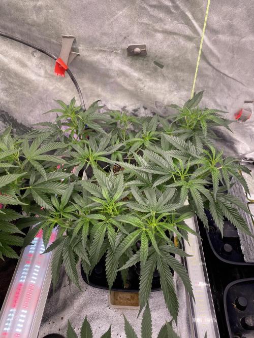 Bananaconda. Week 8