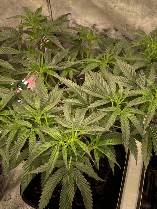 Bananaconda. Week 8