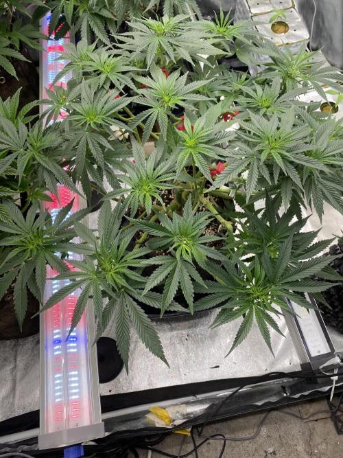 Perma Outdoor. Week 10