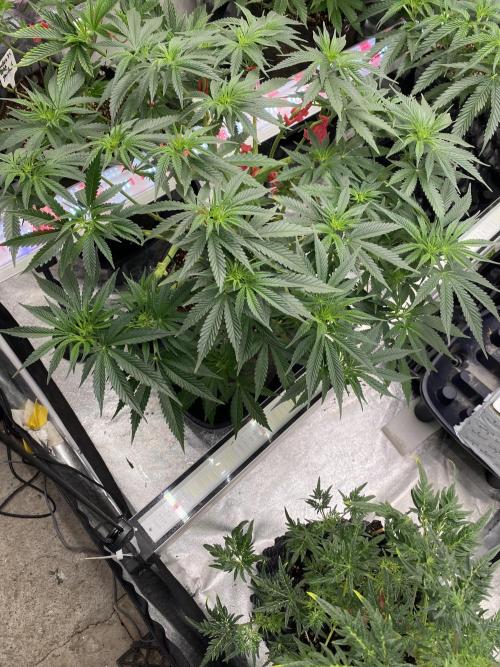 Perma Outdoor. Week 10