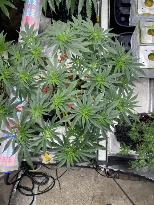 Perma Outdoor. Week 10