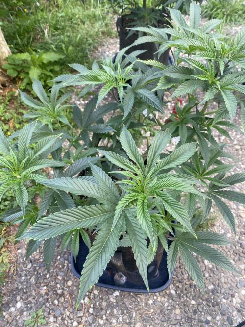 Dante’s wrath. Week 9