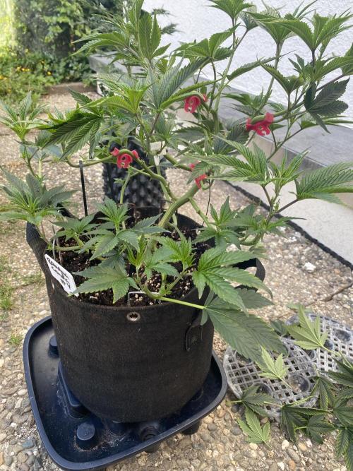 Bananaconda. Week 9