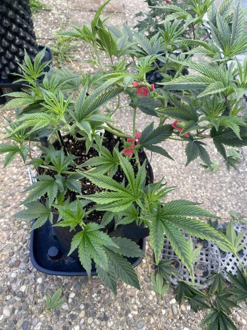 Bananaconda. Week 9