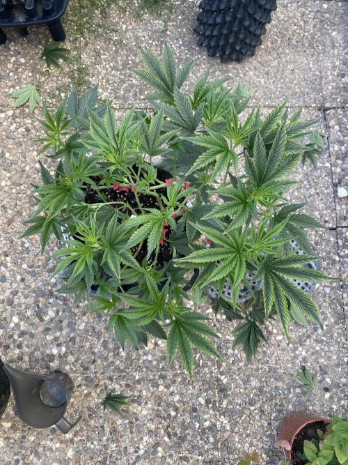 Bananaconda. Week 9