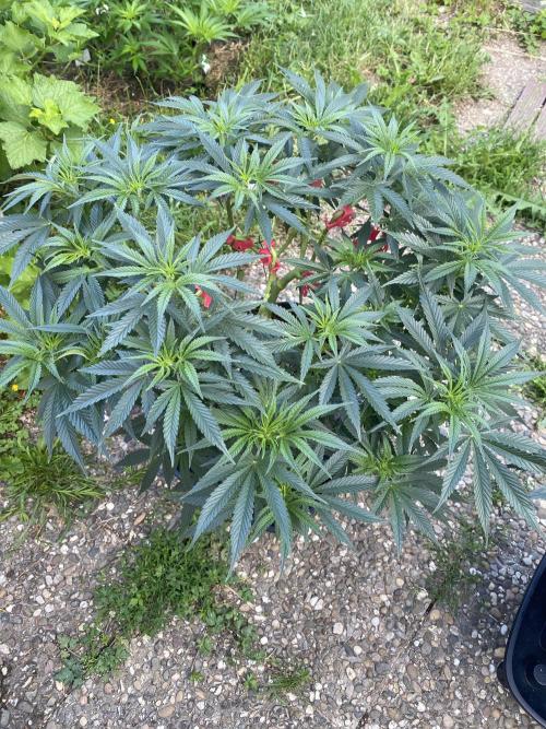 Perma Outdoor. Week 11