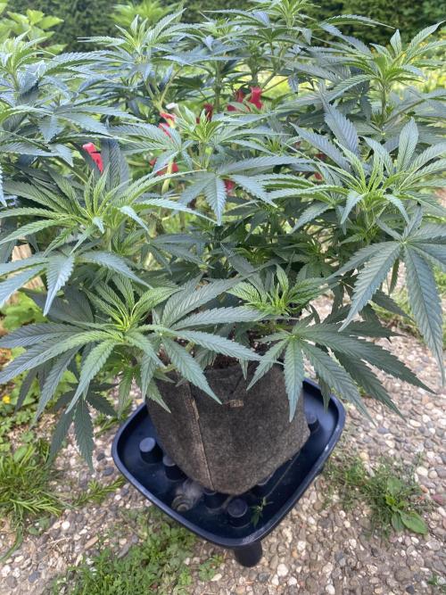 Perma Outdoor. Week 11