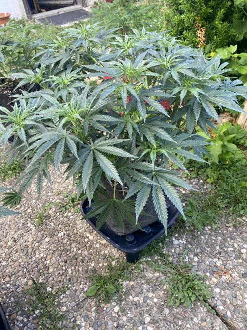 Perma Outdoor. Week 11