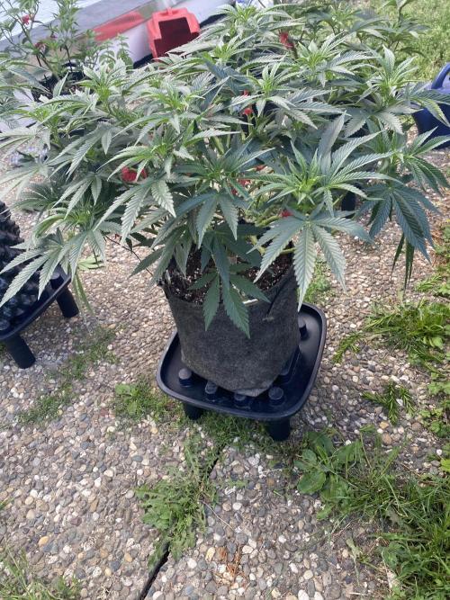 Perma Outdoor. Week 11
