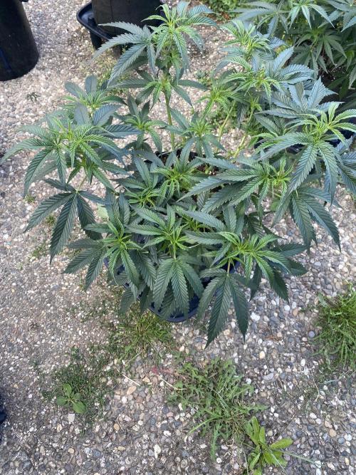 Vanilla?. Week 7