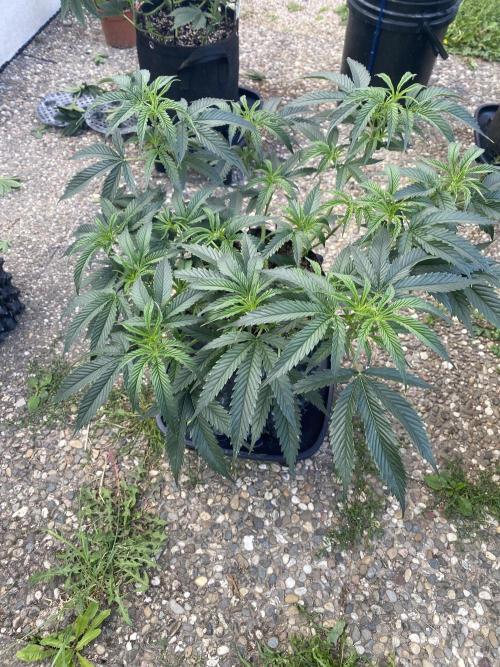 Vanilla?. Week 7