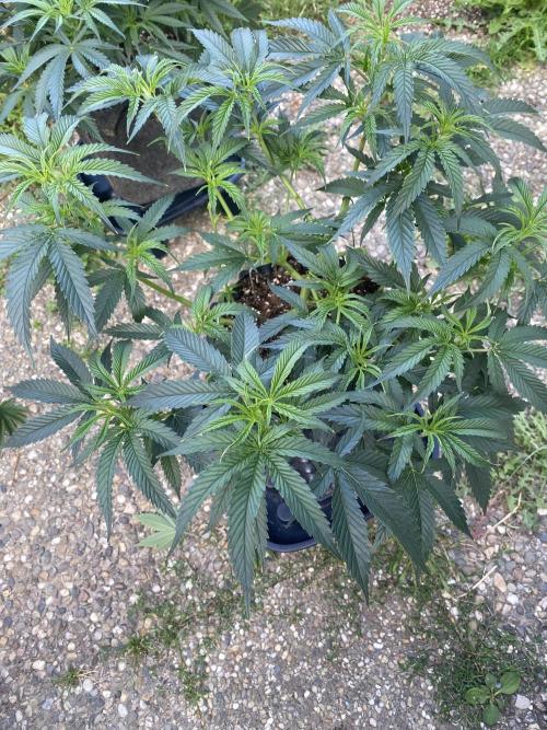 Vanilla?. Week 7