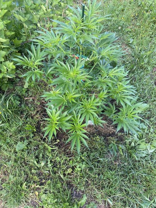 Chimera cut. Week 8