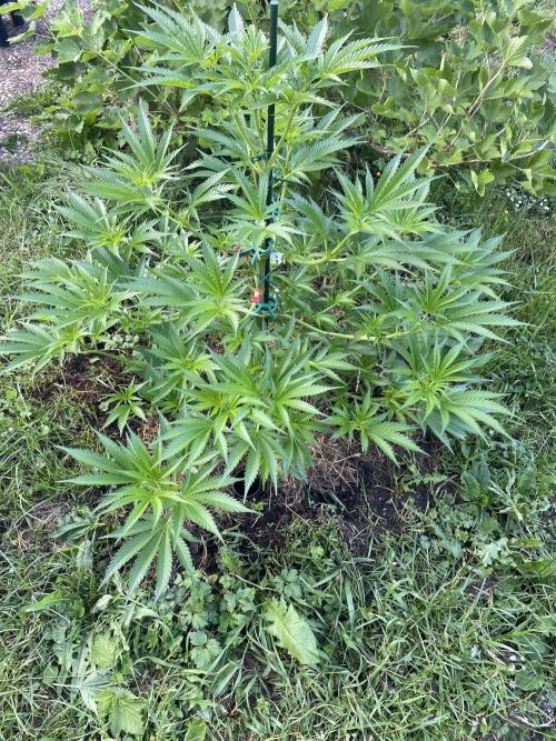 Chimera cut. Week 8