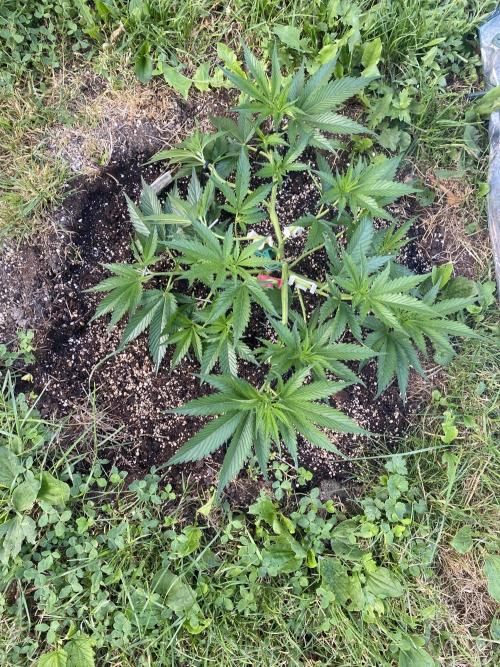 Dante’s Inferno Outdoor 2026. Week 5