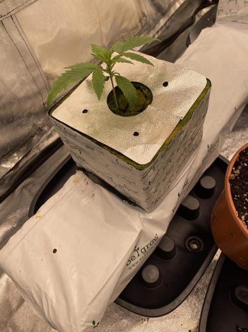 Super Boof by someone other. Week 1