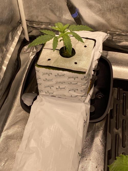 Super Boof by someone other. Week 1