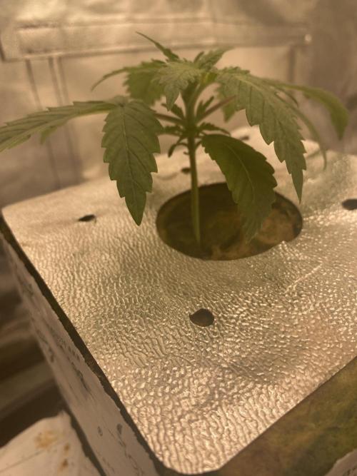 Super Boof by someone other. Week 1