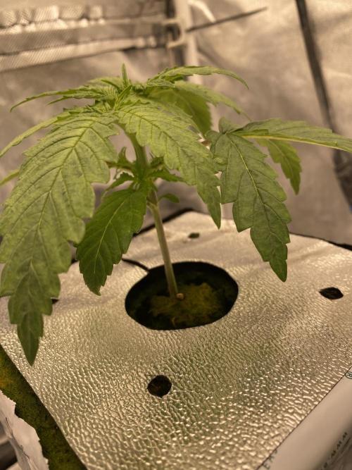 Super Boof by someone other. Week 1