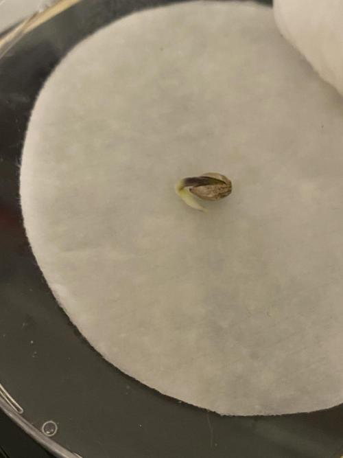 Runtz f1 in a cube. Week 0